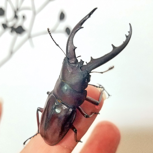 クワガタ写真 1